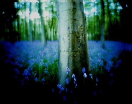 Bluebells in Quarry Wood